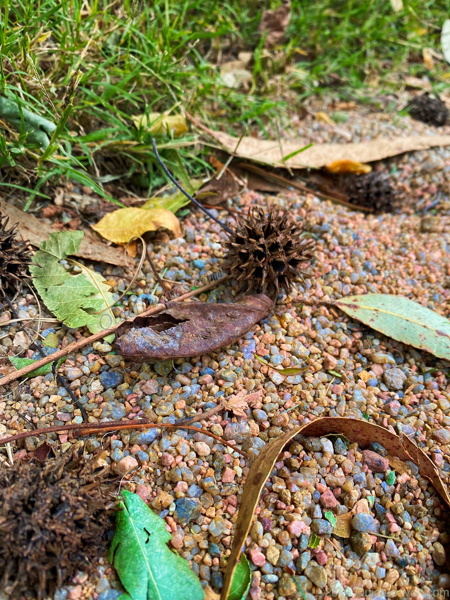 Опавшие созревшие плоды ликвидамбара смолоносного 