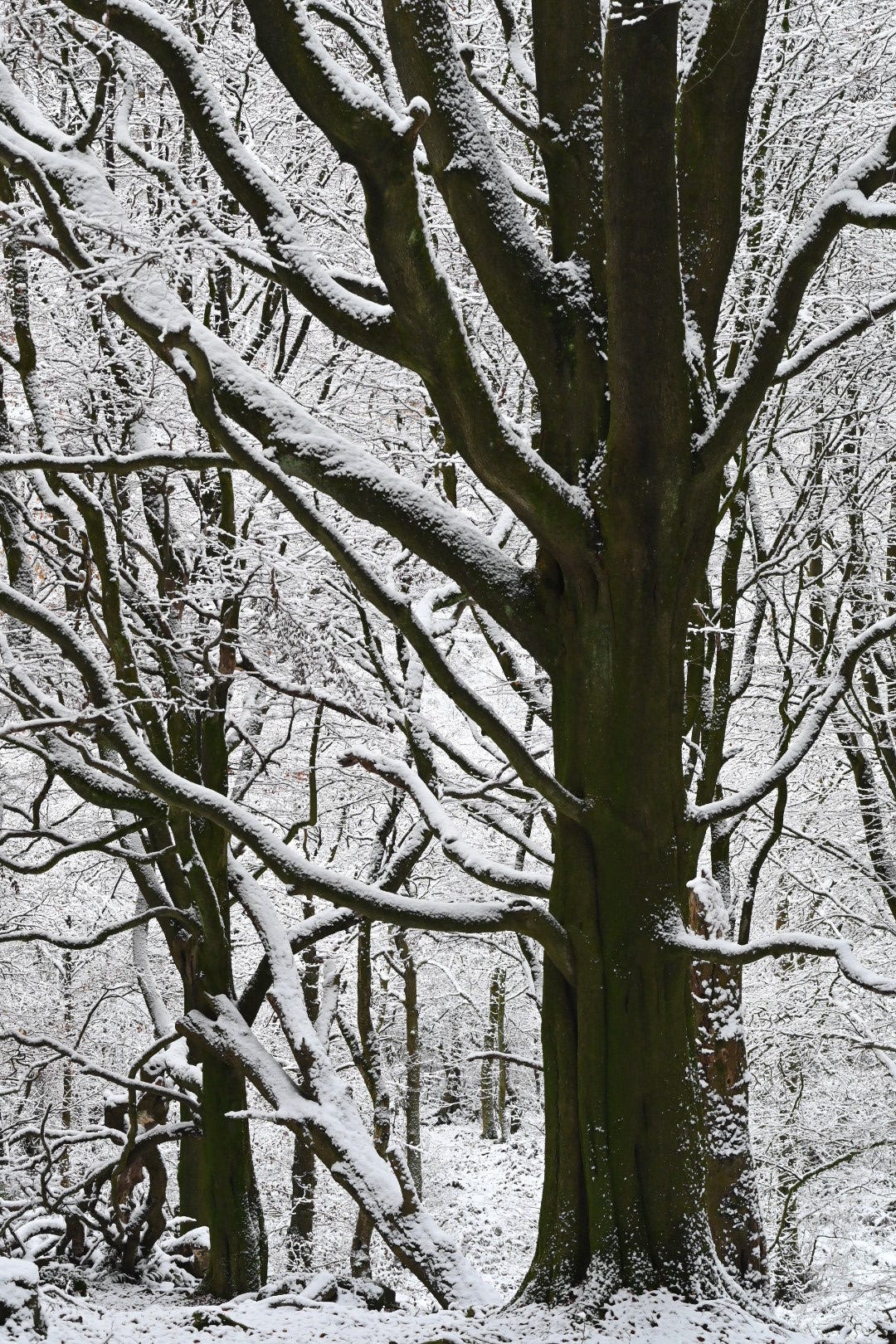 old beech in foul scout woods hardcastle crags