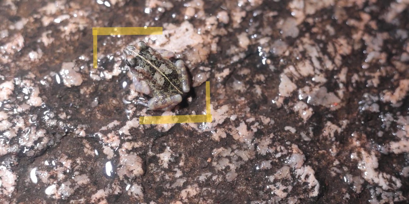 How Nigerian toad was lost, found and is now almost extinct