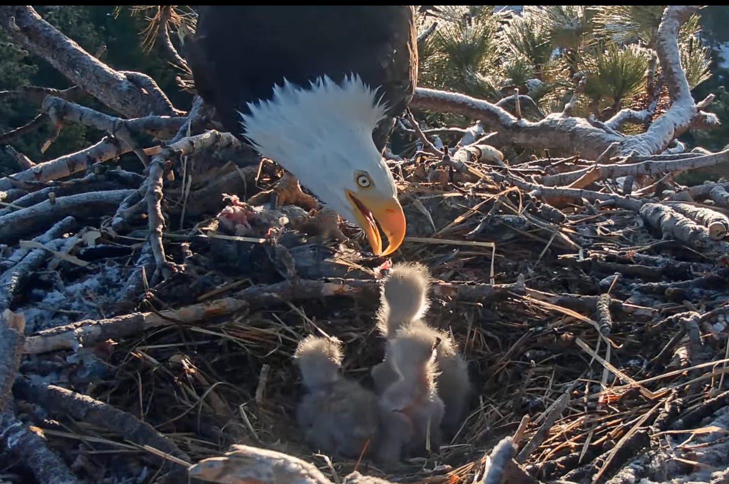 The chicks are alright: Here's what Jackie and Shadow's eaglets face in the  weeks ahead | LAist