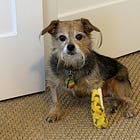 In Appreciation of Unique Intelligences