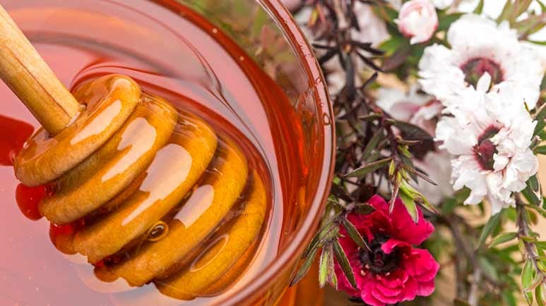 manuka honey for lung infection