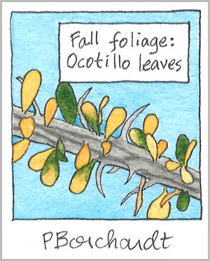 Ocotillo leaves in Fall foliage, detail from Tucson Yard Journal ~ September (pen & watercolor) Ocotillo leaves in Fall foliage, detail from Tucson Yard Journal ~ September (pen & watercolor)