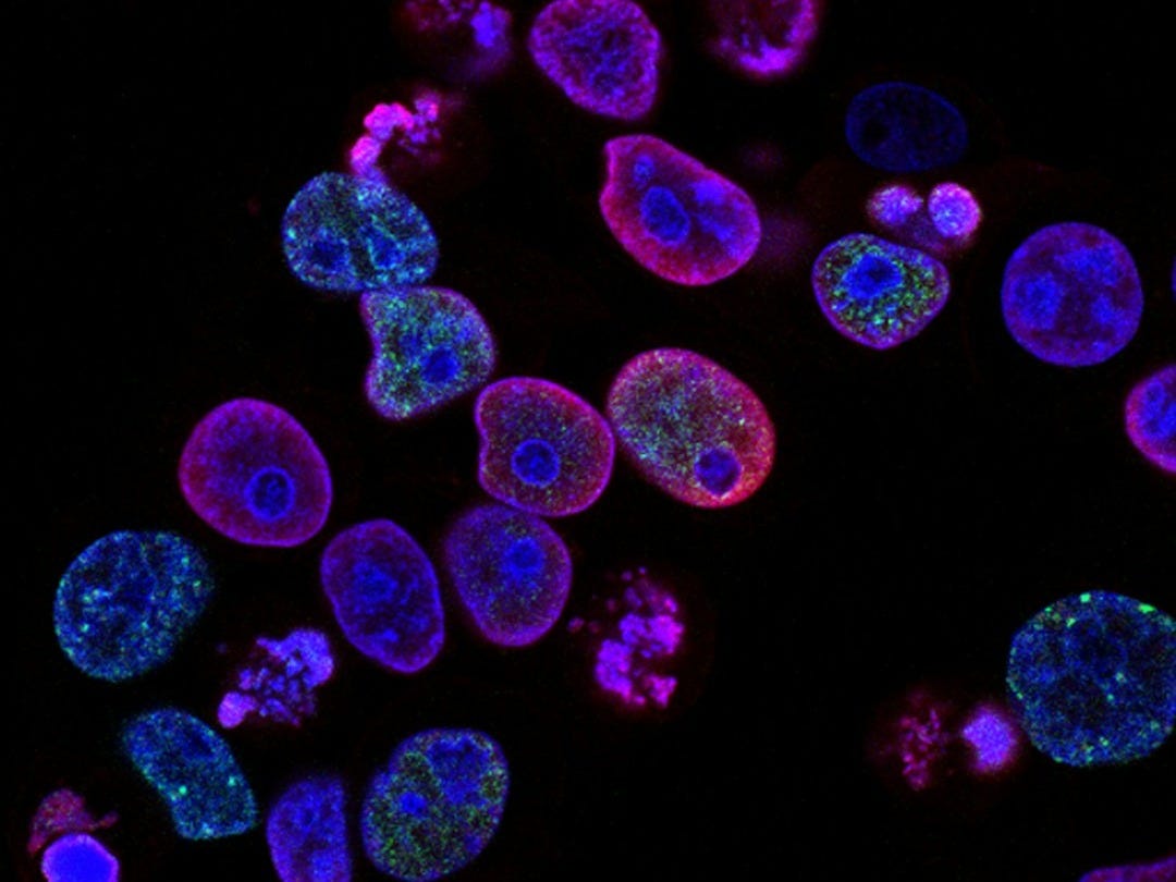 purple cells