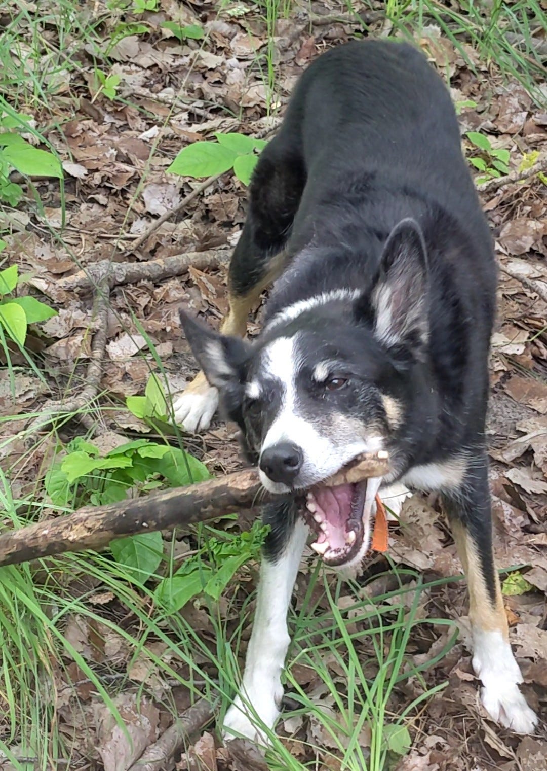 Dog gnawing on a stick