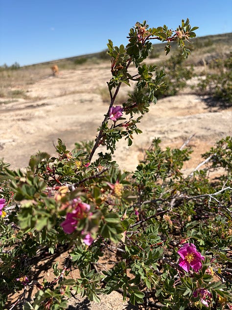 Images of the author’s time hiking, horseback riding, camping, fihsing, etc. in and around Laramie, WY