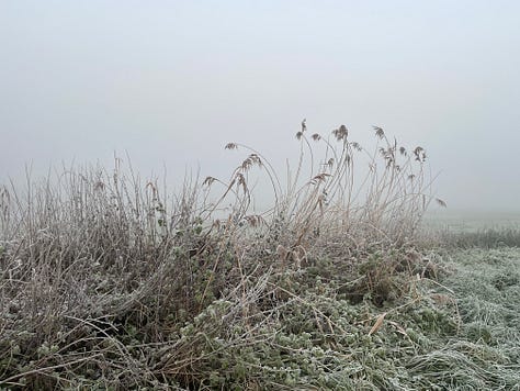 reeds against a grey sky; sheep in fog; a robin in a bare tree next to a foggy field