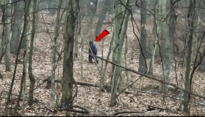 Ohio Grassman sighting Salt Fork State Park