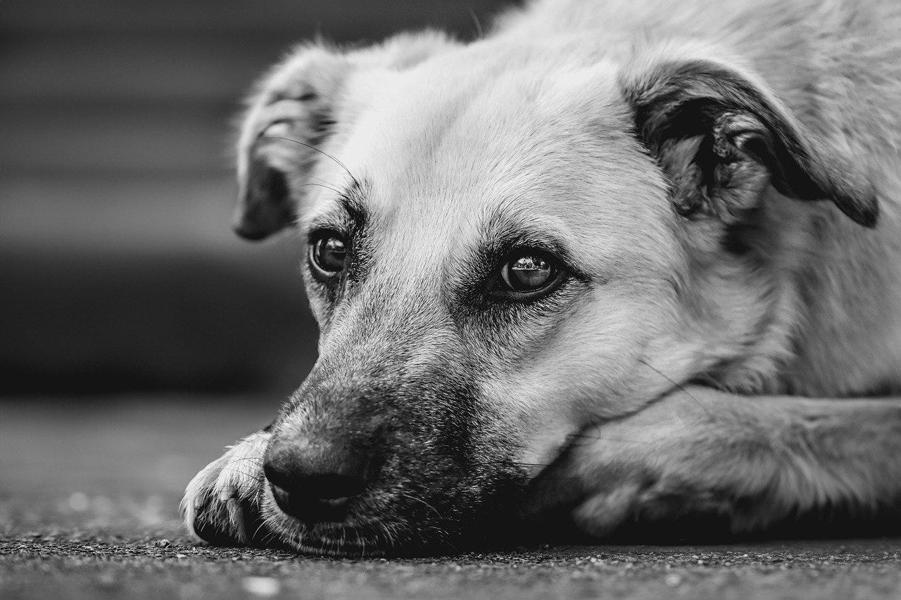 close up of dog face resting on paws