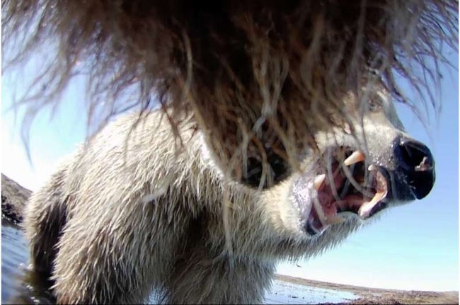Le museau en avant-plan, un grizzlli joue avec un compère. Celui-ci a la gueule ouverte et les crocs en avant, il pourrait la même scène nous tuerait tous. Le museau en avant-plan, un grizzlli joue avec un compère. Celui-ci a la gueule ouverte et les crocs en avant, il pourrait la même scène nous tuerait tous.
