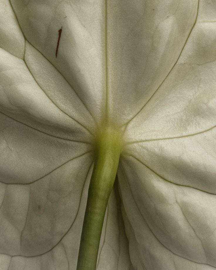This may contain: a close up view of the center of a large white flower with green stamen This may contain: a close up view of the center of a large white flower with green stamen