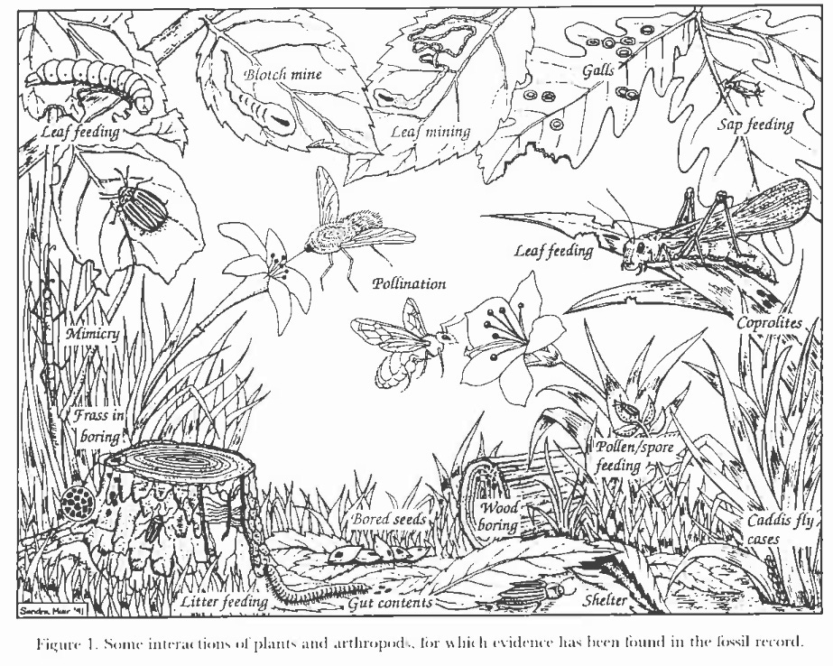 The beginnings of insect-plant interactions