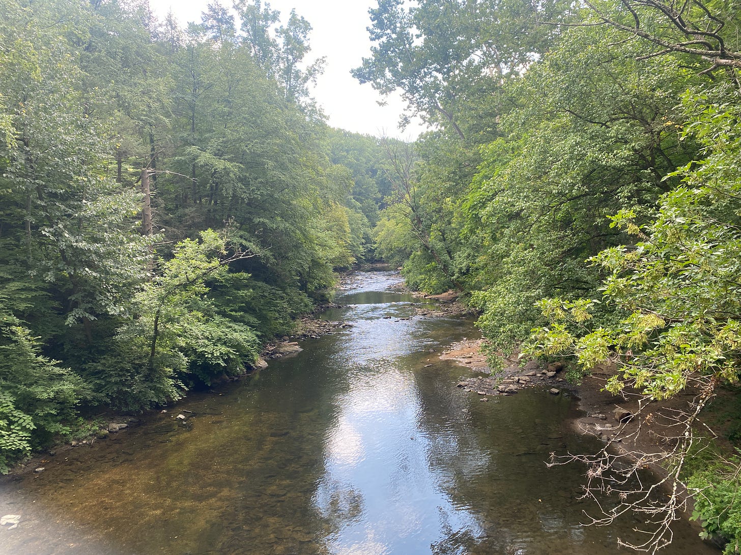green trees on either side of a stream