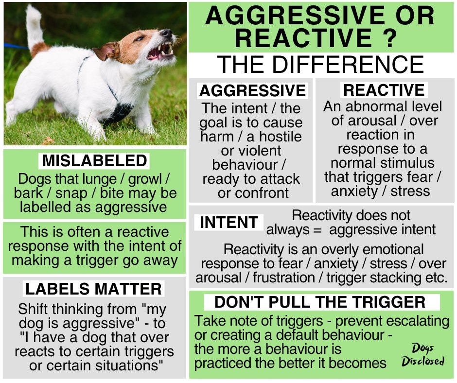 May be an image of dog and text