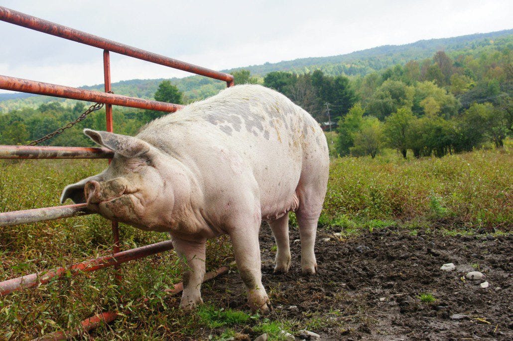 Scratch my back Scratch my back