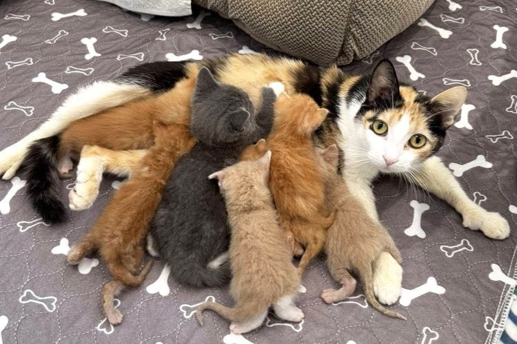 A mother cat weens seven kittens