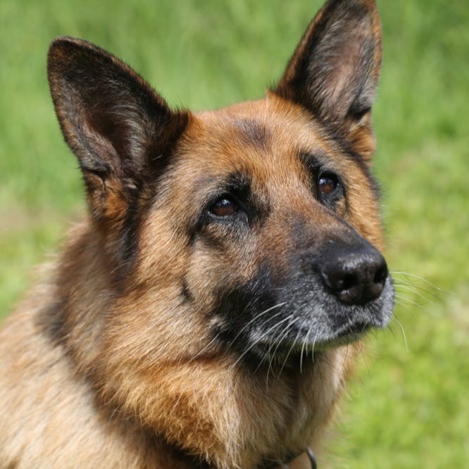 Christie’s Mountain