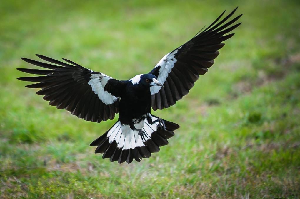 Magpies have started swooping again in Canberra. Photo: Katherine Griffiths Magpies have started swooping again in Canberra. Photo: Katherine Griffiths