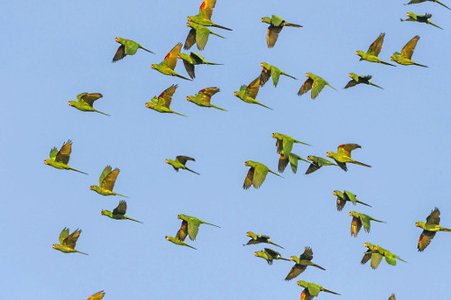 Maritaca voando - também denominado periquitão-maracanã ...