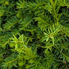 Footpaths #11: My heart is excited