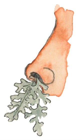 nose with wormwood, artemisia absinthium, stuffed in it nose with wormwood, artemisia absinthium, stuffed in it