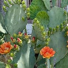 Garden Keeping Journal - June Edition