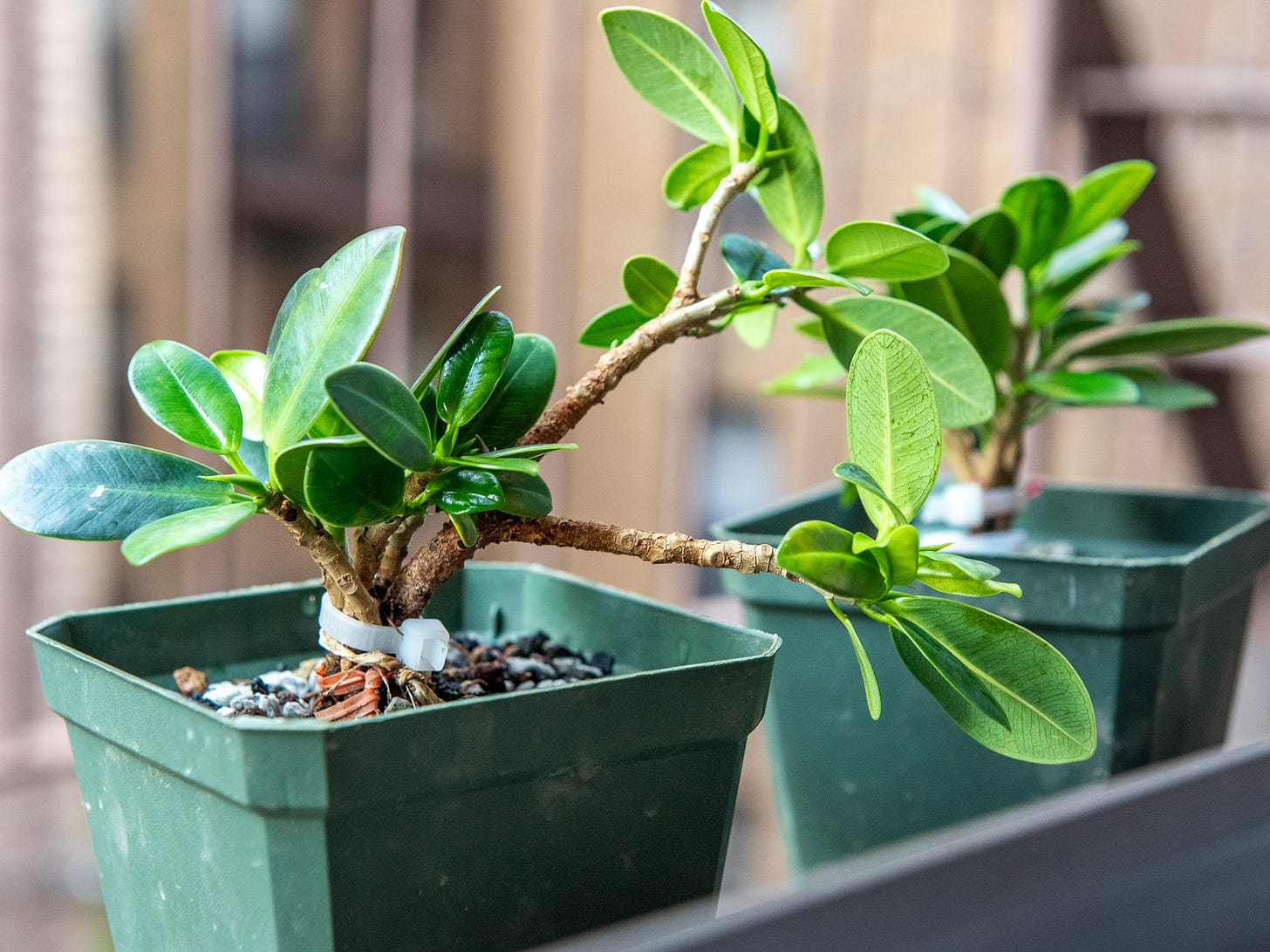 ID: 2 young clump ficus bonsai, made from cuttings held together with zip ties