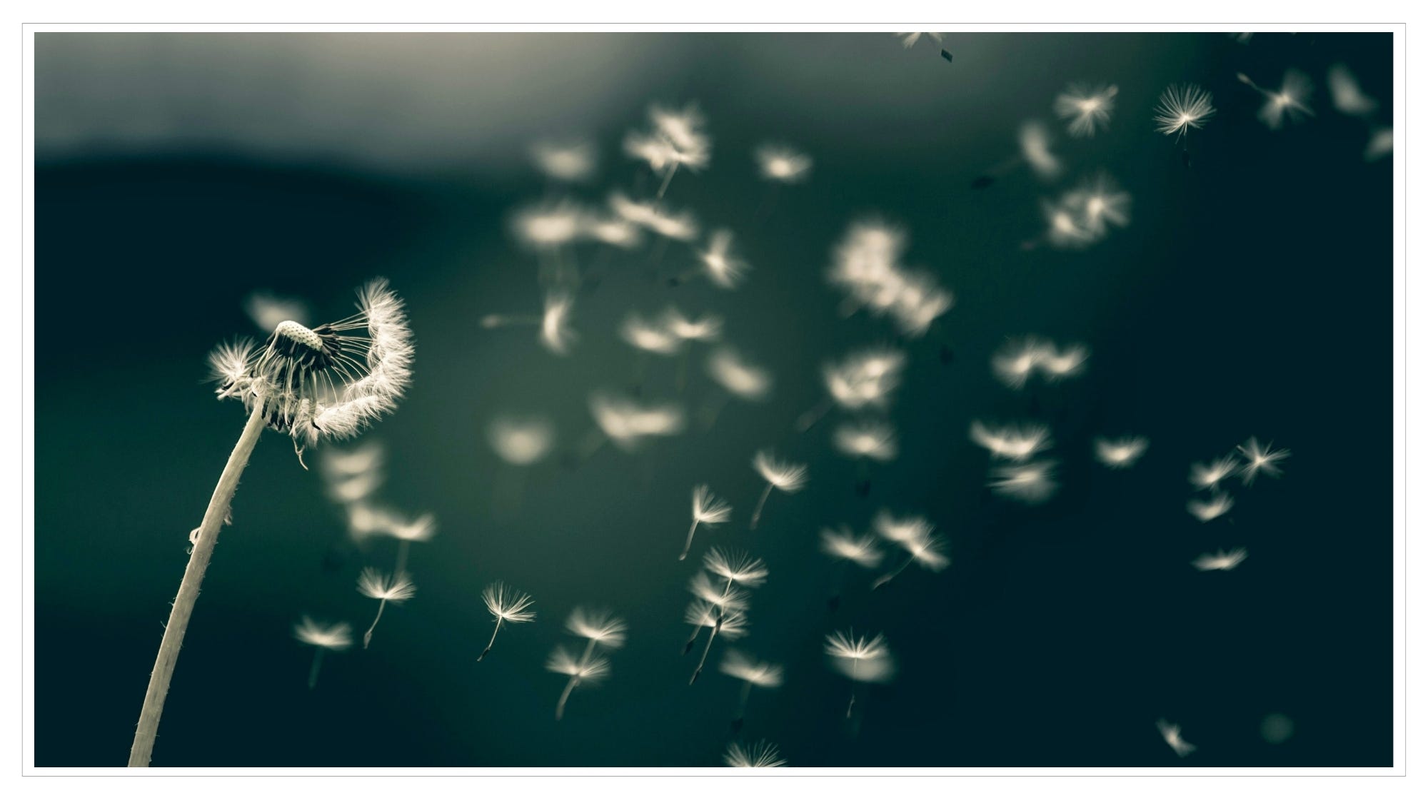 Dandelion petals blowing in wind
