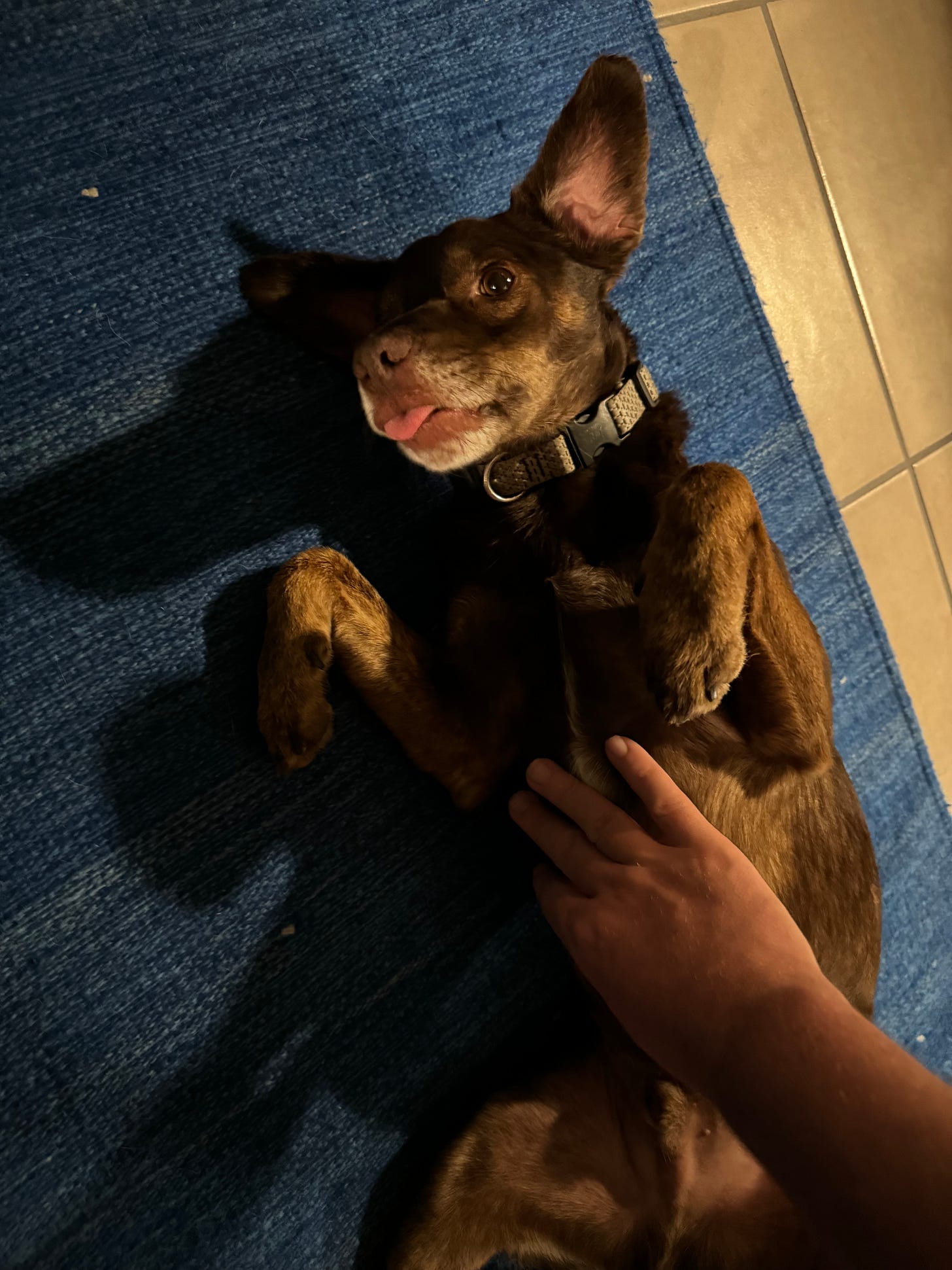 Loo having his belly rubbed, his paws up in the air and his tongue sticking out.