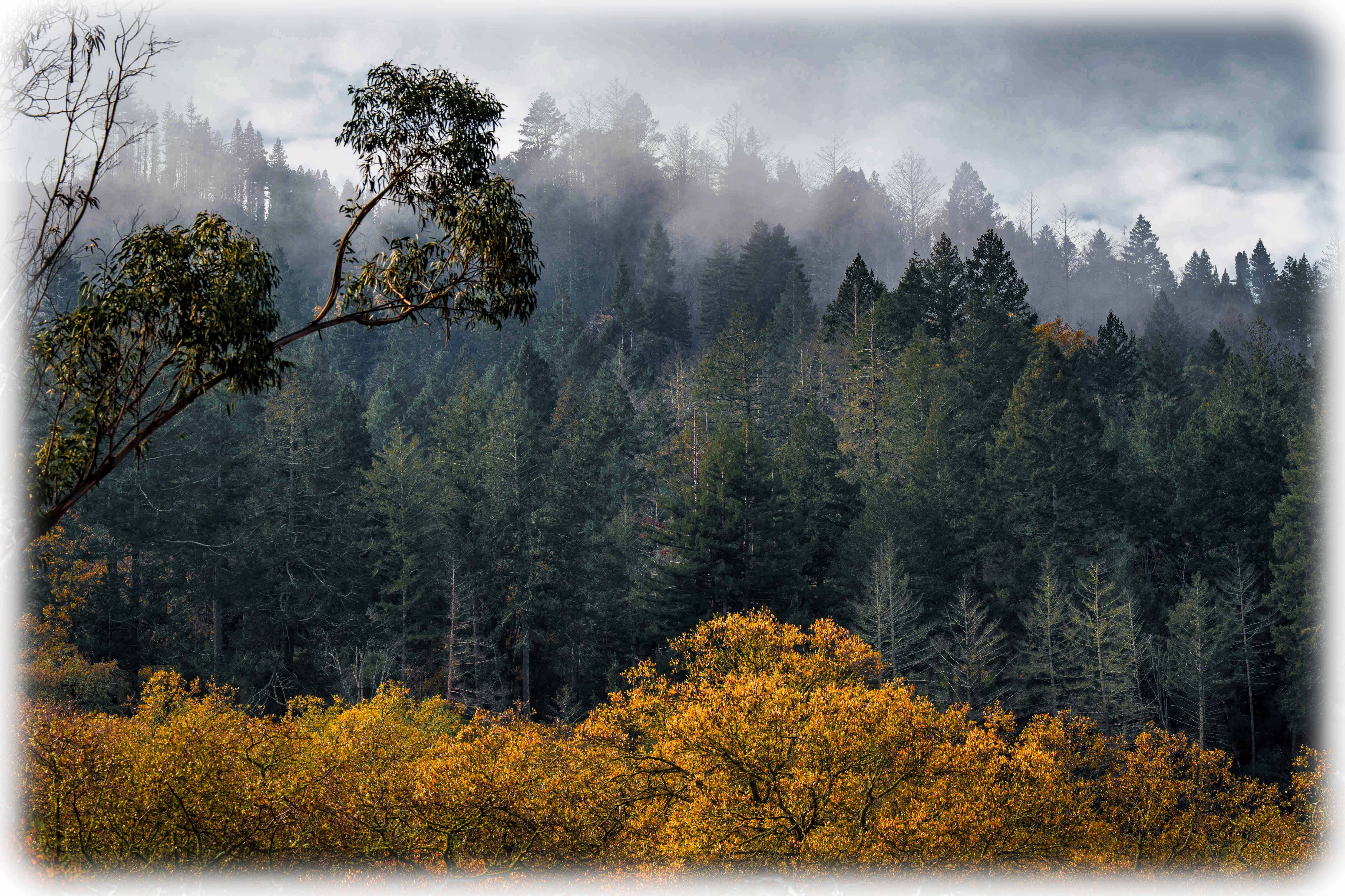 napavalleyfocus.substack.com - [COPY] Sunday E-dition: Dec. 7