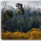 Sunday E-dition: In a Noisy World, What Guides Us?