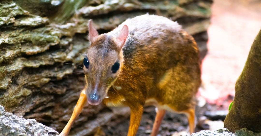 a close up of a small animal near a tree a close up of a small animal near a tree