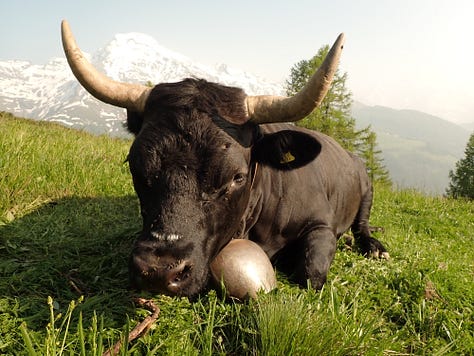 Eringer cows in the Swiss mountains