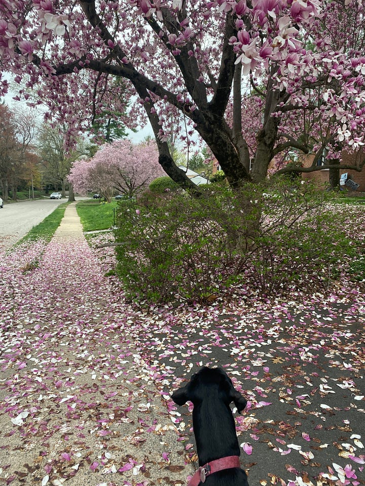 images of cherry blossom trees and daffodils