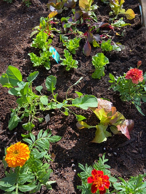 A doctor finding joy in gardening