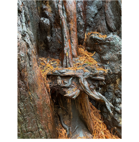 A close-up of a tree trunk

AI-generated content may be incorrect.