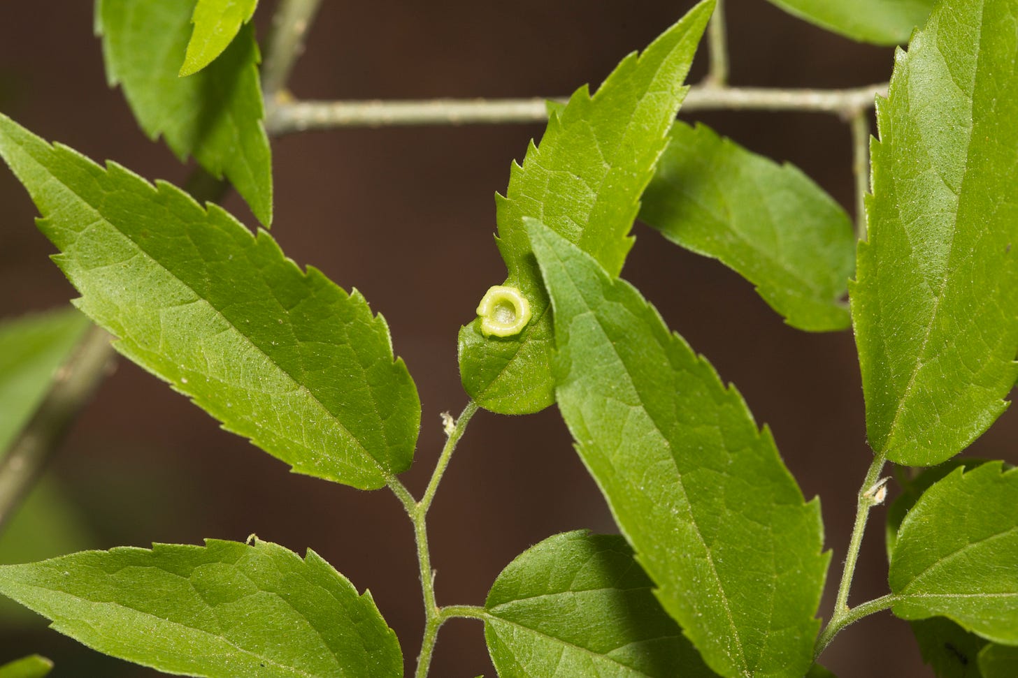 Against a dark background, bright green leaves with serrated margins on softly fuzzed green twigs. On one leaf is a lifesaver-shaped raised bump of paler green.
