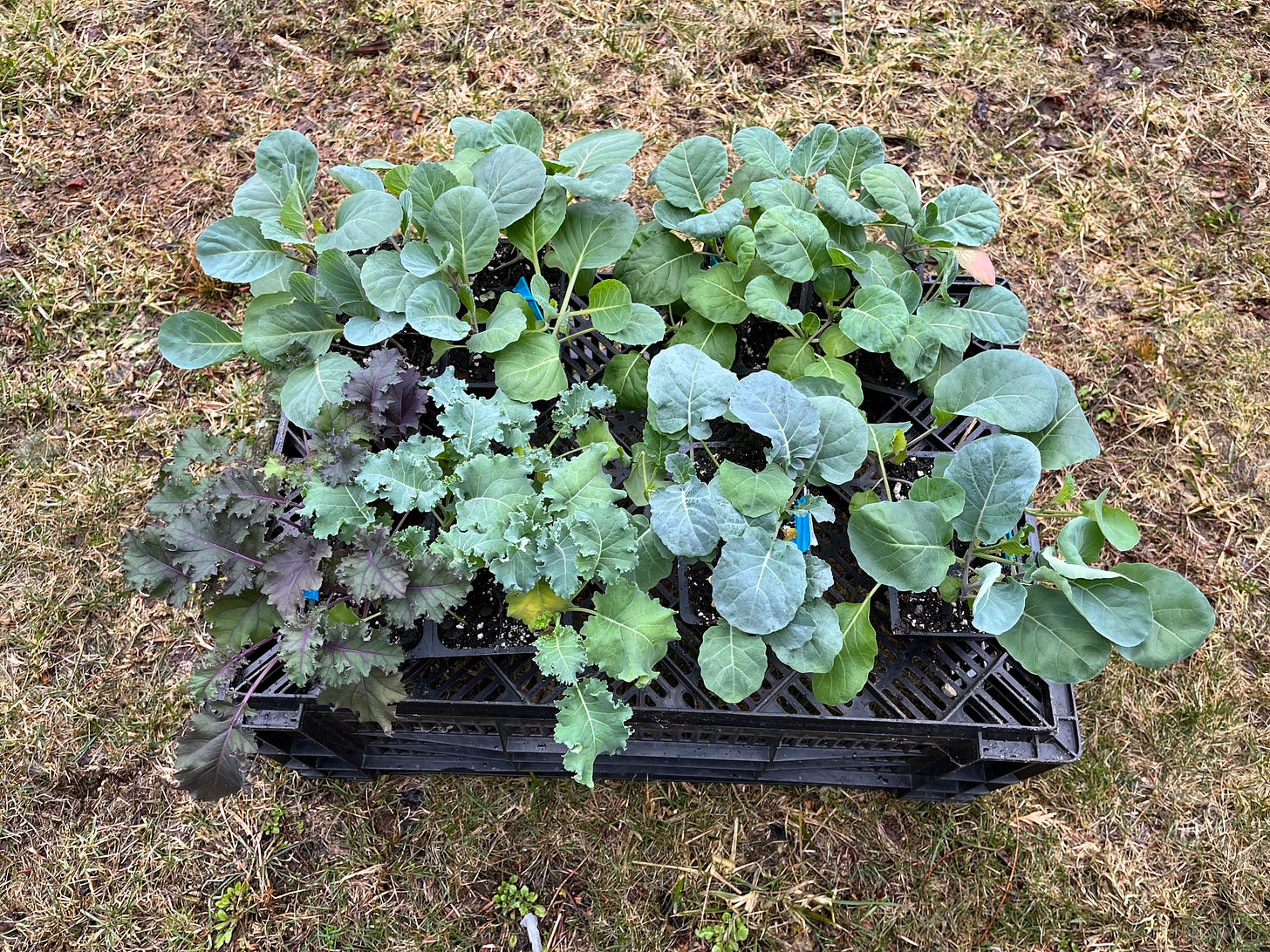 garden plants