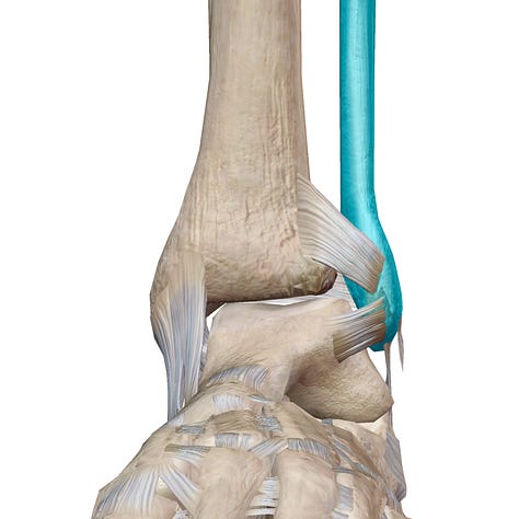 tibia, fibula, bones, ankle joint