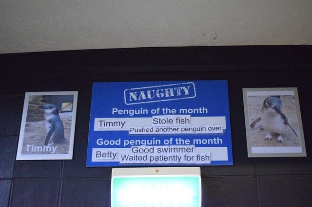 r/pics - The National Aquarium of New Zealand names the naughty penguin of the month