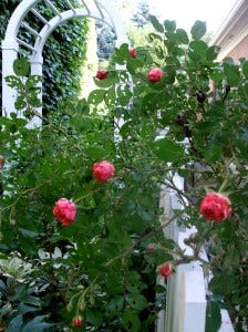 rose petaled dreams