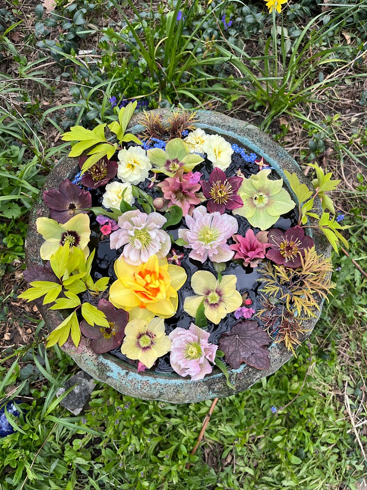 Stock tank pond the morning after filling, first floating flowers
