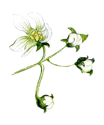 illustration of white bryony flower