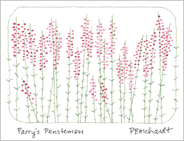 Parry's Penstemon (pen, watercolor & colored pencil)