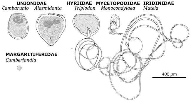 Line drawings of freshwater mussel larvae.