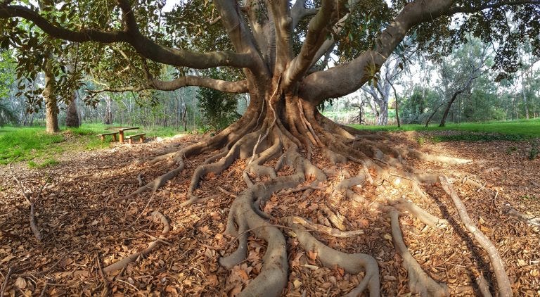 Image of gnarly old tree. Image of gnarly old tree.