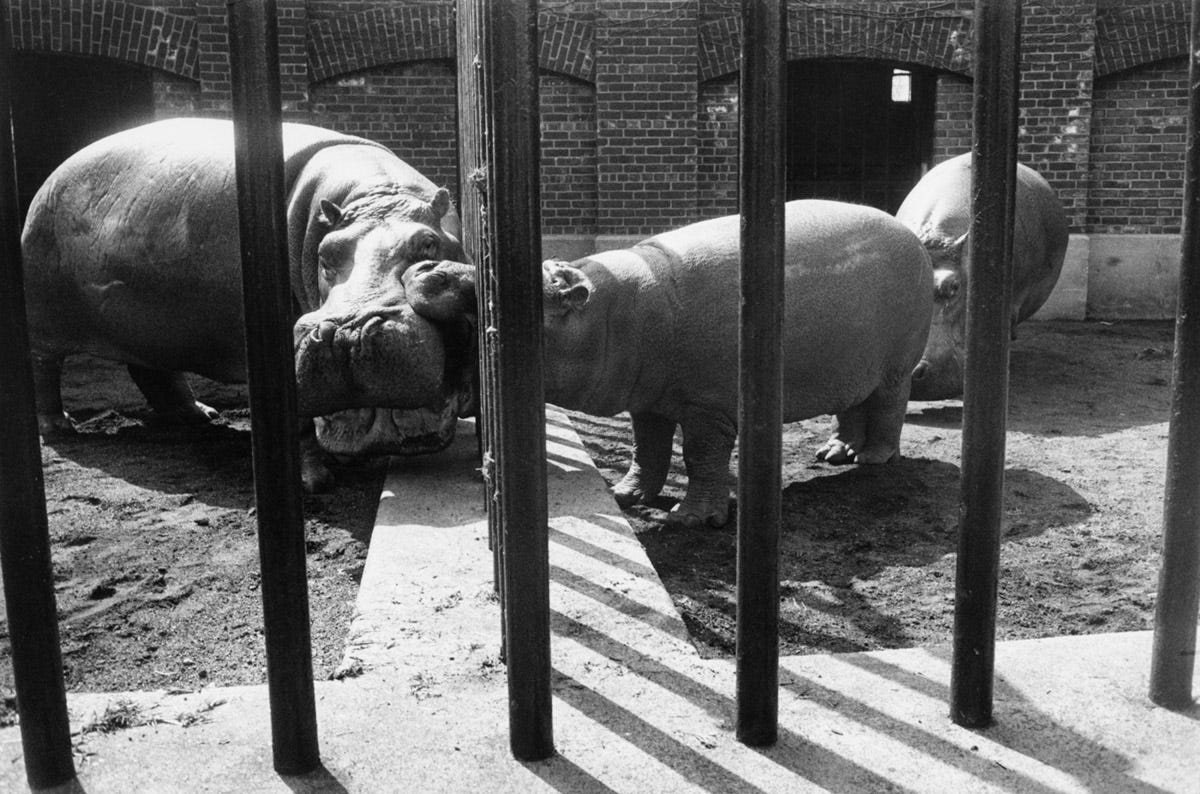 Photo Edition: Garry Winogrand's Zoo - by Bailey Richardson