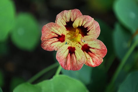 nasturtium flowers