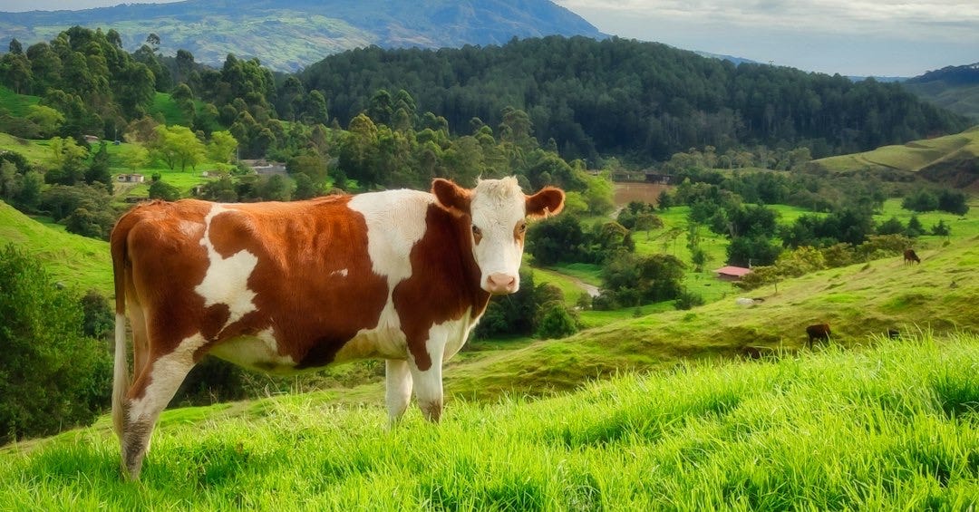 brown and white cow on green grass field during daytime brown and white cow on green grass field during daytime