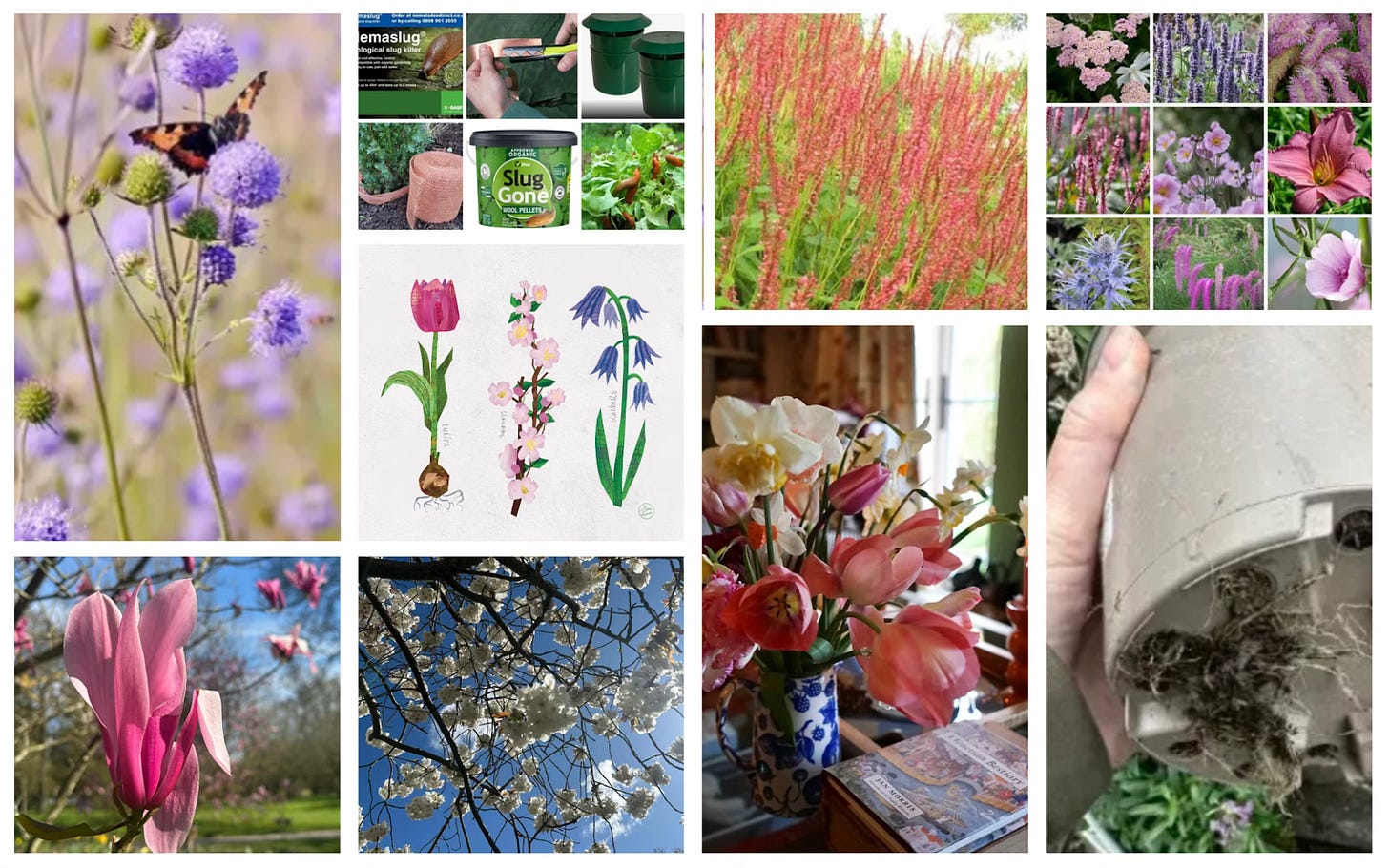 April gardening collage with spring flowers, planting inspiration, pollinator plants and slug control tips